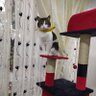 Nana Sanco profil fotoğrafı