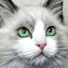J.T.N profil fotoğrafı