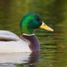 Profilbild von ungratfulduck