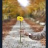 Hoda's profile picture
