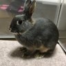 いいちゃん🐰とルーチカ🦔(持田和子) 的头像