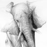 Irrelefante. profil fotoğrafı