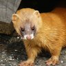 kuya 🐀 黄鼠狼 🇺🇸🇵🇭🇭🇰 profil fotoğrafı