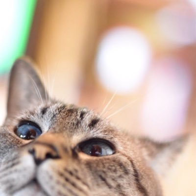 ローセン's profile picture