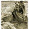 Helen Van Patterson Patton's profile picture