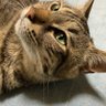 Brown Mackerel Tabby 的头像