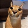 Jake profil fotoğrafı