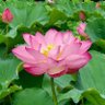 蓮花 的头像