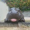 Infamous Hippo 🇺🇦's profile picture