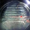 Фото профиля PROProtocolo216