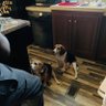 Angel Buddy🌈 and Angel Charlie 🌈's profile picture