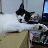 Фото профиля 猫や亭エビス