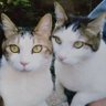 猫の事務所's profile picture