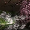 Фото профиля たんぱらちゃん