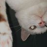 N lll profil fotoğrafı