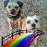 Cathy,mom to Katie 🌈 6/14/20 & Chester 🌈 9/29/20 profil fotoğrafı