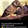 Profilbild von अल्पज्ञानी