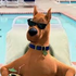 poo poo's profile picture