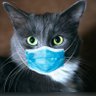 Cat's profile picture