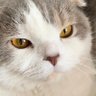 ひろこ's profile picture