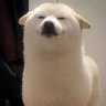 doge 的头像