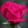 reetimukta dash's profile picture