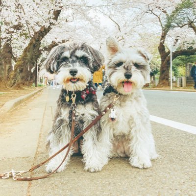 jiji&toto | シュナウザージジトト's profile picture