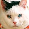 青のしっぽな profil fotoğrafı