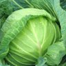 Profilbild von キャベツ cabbage🍈