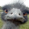Profilbild von Spookvogel