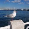ゆりかもめ 的头像