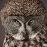 Ahab_01's profile picture