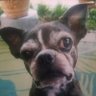 Refurbished Ragamuffin profil fotoğrafı