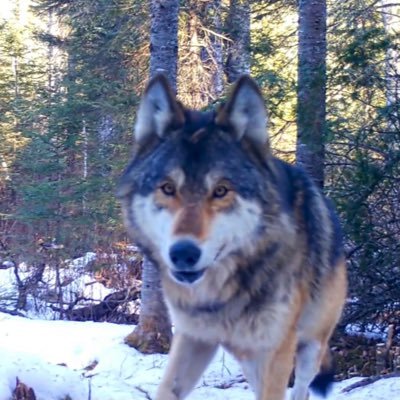 Dannyboy Wildlife's profile picture