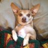 Bacon's profile picture