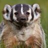 bucky_badgerWI 的头像