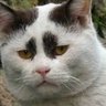 輪廻転生亀次郎's profile picture