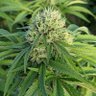 Фото профиля LA 新手