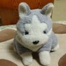 くまいぬ's profile picture