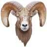 RuckusTom's profile picture
