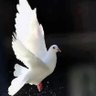 Фото профиля السلام~🕊