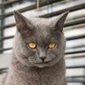 OlliM's profile picture