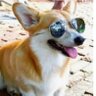 Corgi_Bot 的头像