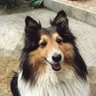 Profilbild von けんじろー