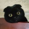 мёртвый из иванушек's profile picture
