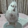 Reiko's profile picture