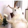 acid_goat's profile picture