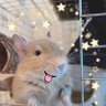 Ni's profile picture