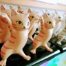 Фото профиля にゃあ