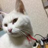 Фото профиля yuki
